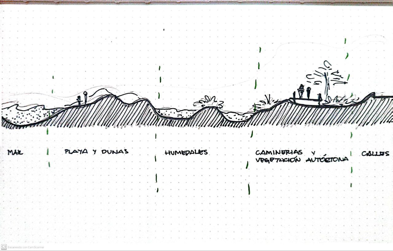 Propuesta de franjas frente al mar que ayuden a recomponer el ecotono litoral y ayuden a frenar las acciones del mar sobre la ciudad