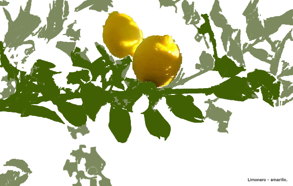 6. limonero.jpg