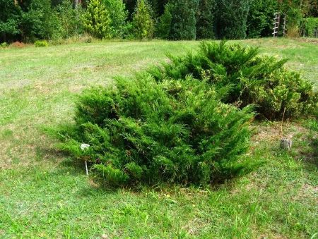 Juniperus-sabina-coniferas enanas.jpg