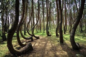 Pinos del Bosque Torcido, Polonia. .jpg