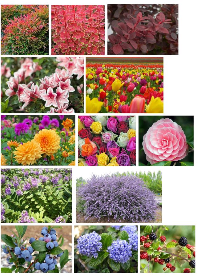 Collage de vegetación (1).jpg