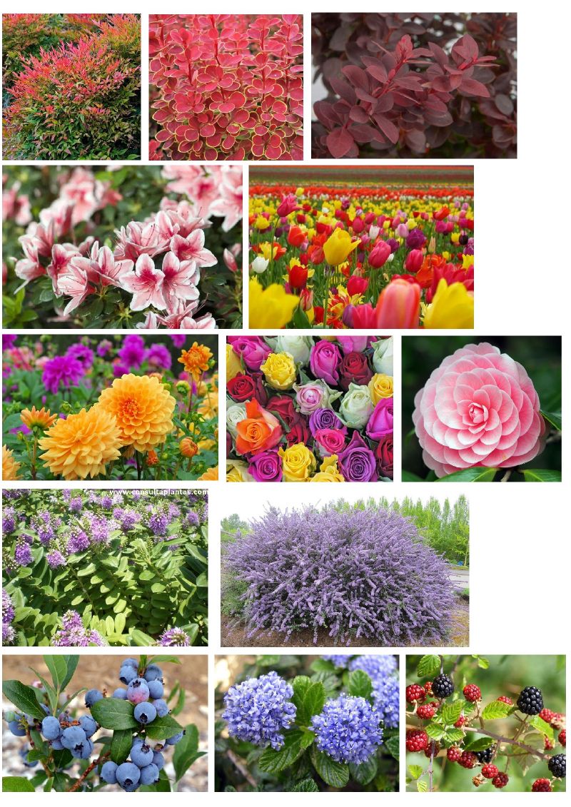 Collage de vegetación (1).jpg