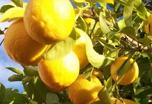 Img cuando plantar un limonero 24544 orig.jpg