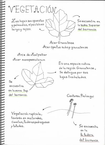 Libro vegetación 1.jpeg