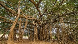 Ficusbanyan.jpg